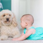 toddler with small dog