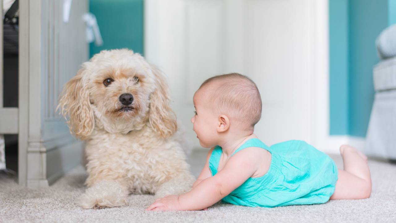 toddler with small dog