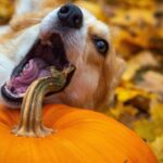 dog biting a pumpkin