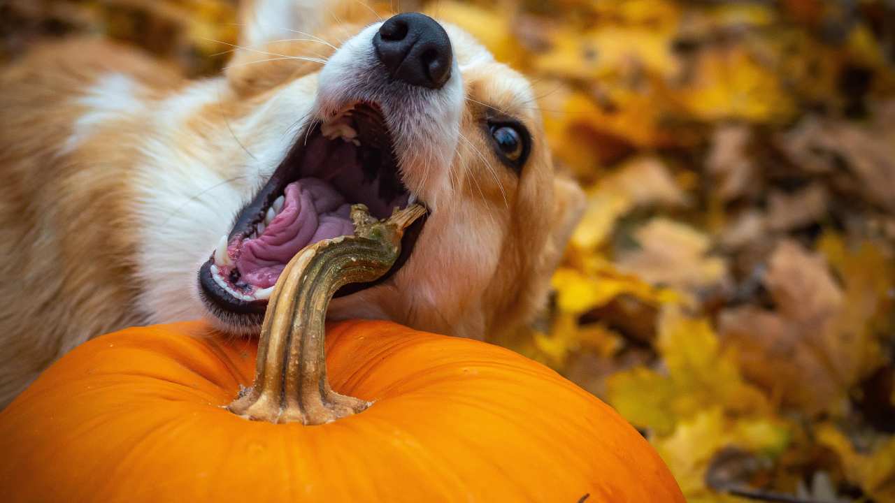 dog biting a pumpkin