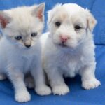 Puppies: white cat and white dog together.