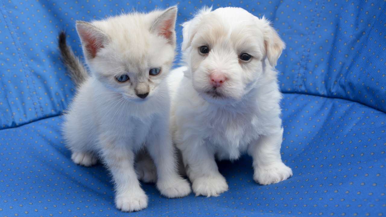 Puppies: white cat and white dog together.